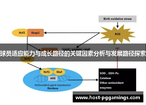 球员适应能力与成长路径的关键因素分析与发展路径探索
